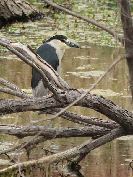 Black-crowned Night Heron - Beaver Pond