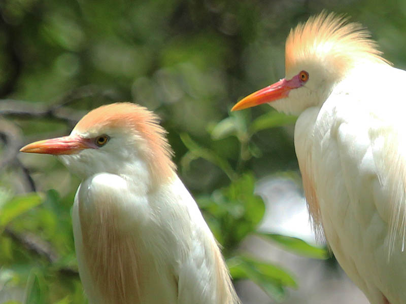 Cattle Egret - Nest Protection