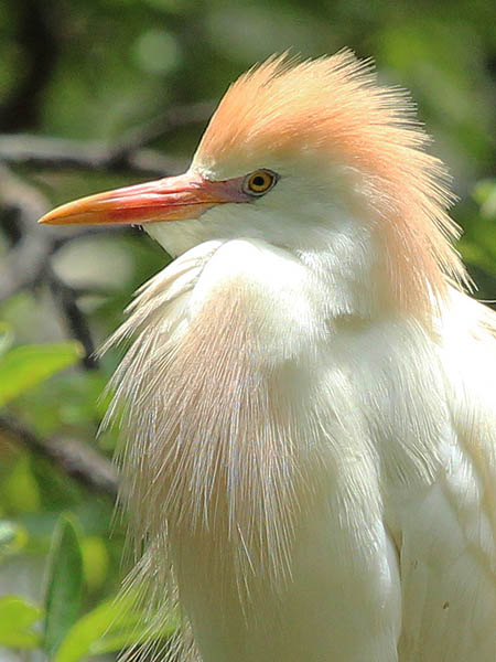 Cattle Egret - Nest Protection