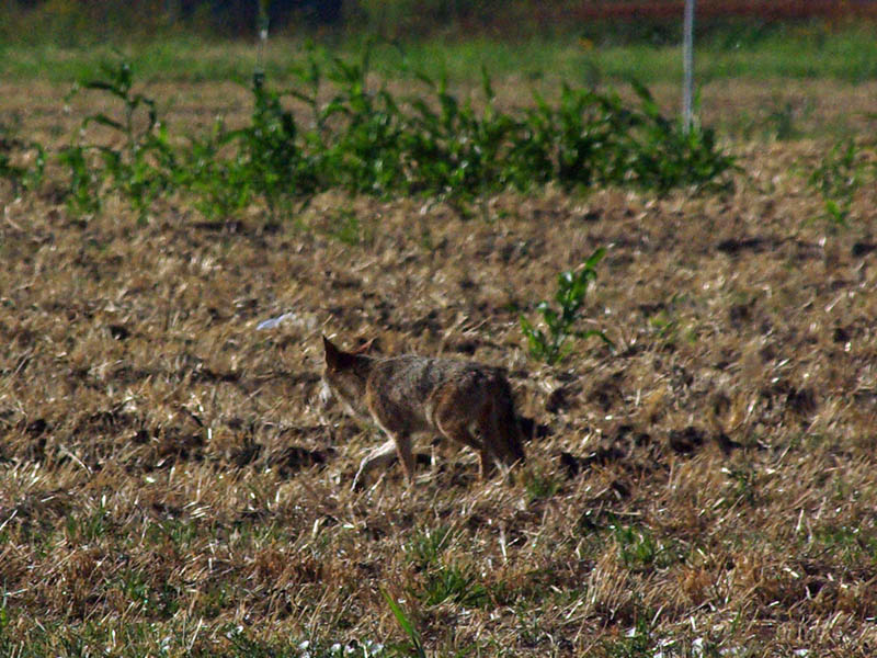 Coyote - Field Crossing