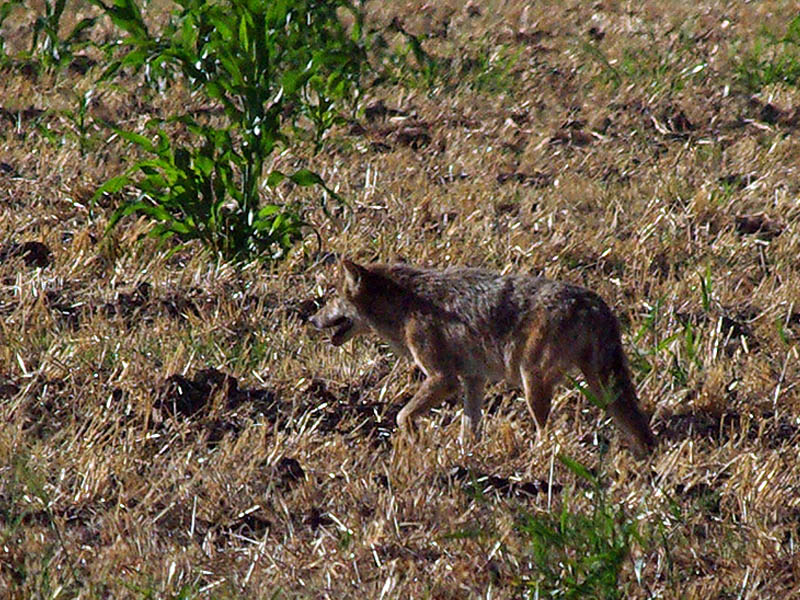 Coyote - Field Crossing