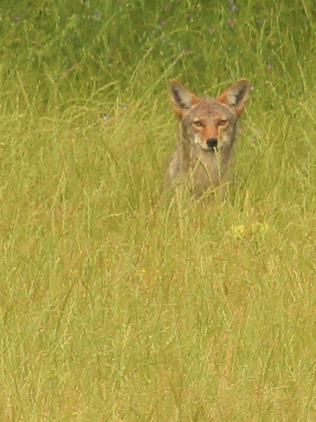 Coyote - Grassland