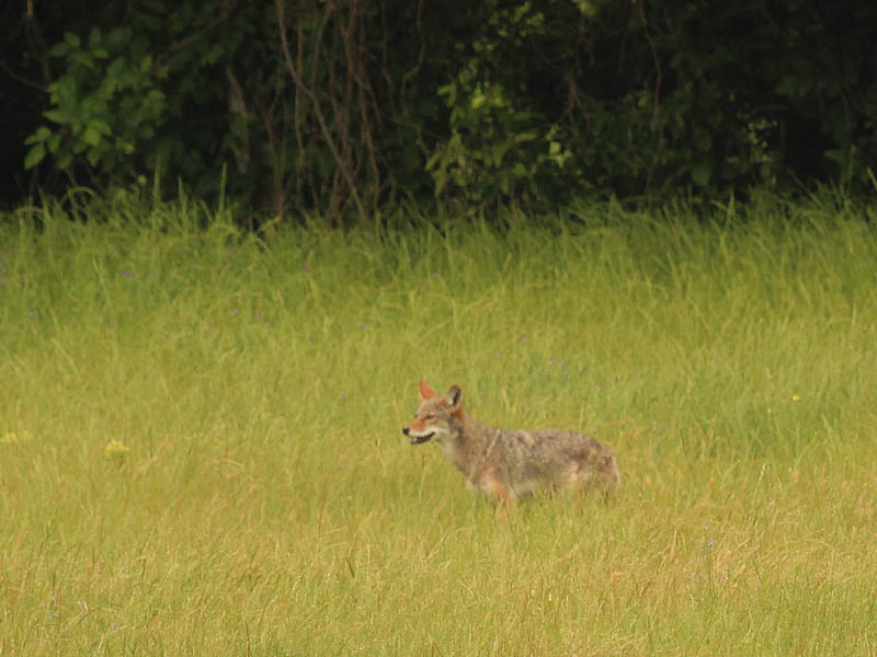 Coyote - Grassland