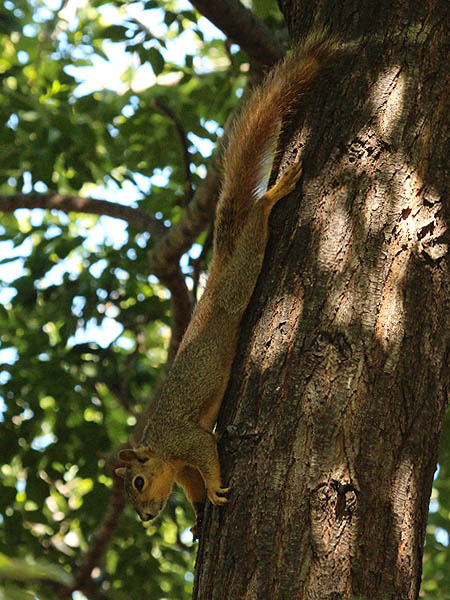 Fox Squirrel - Descent
