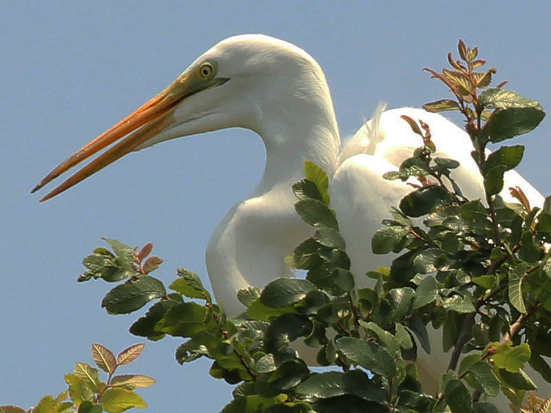 Great Egret - UTSWMC