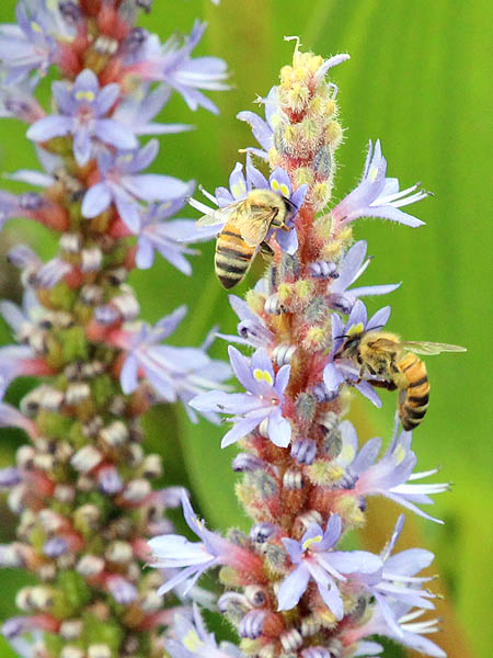Honey Bee - Purple Pickerel Rush