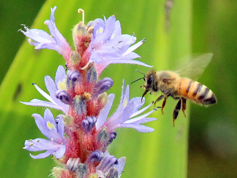 Honey Bee - Purple Pickerel Rush
