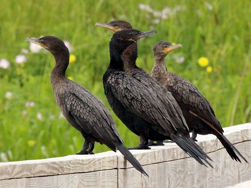 Neotropic Cormorant - In a Row