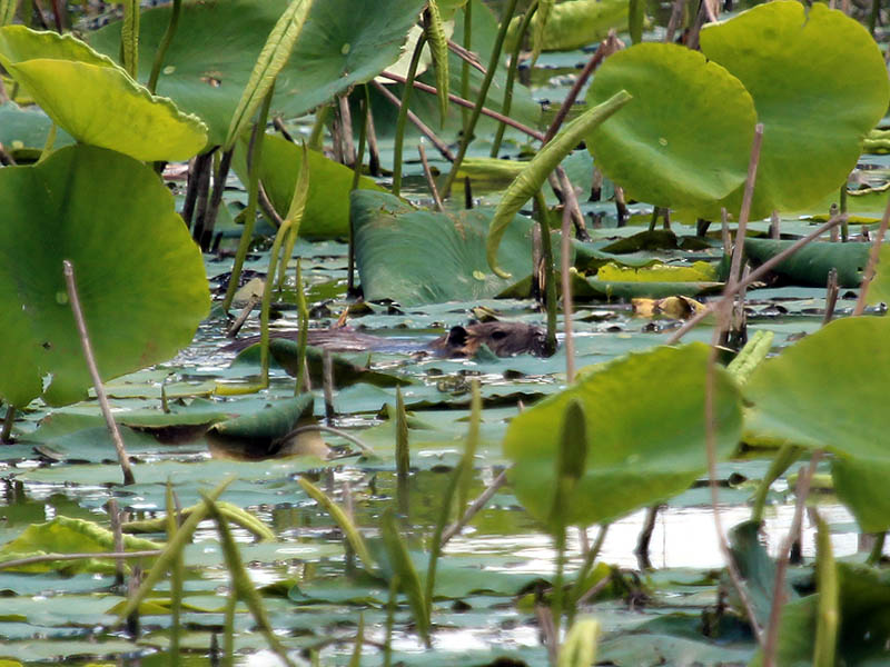 Nutria - To The Lily Pads