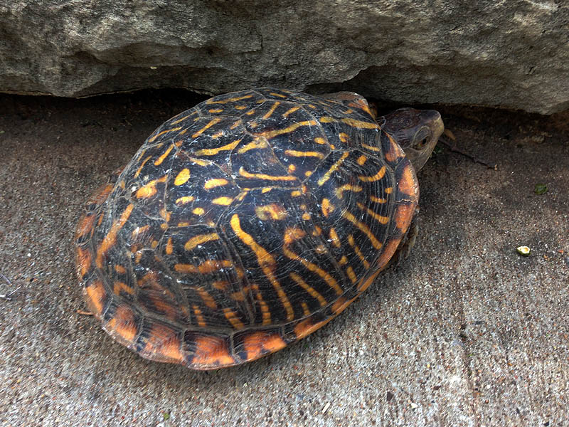 Ornate Box Turtle - Making an Appearance
