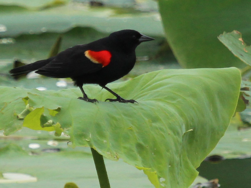 Red-winged Blackbird - Water Lilies