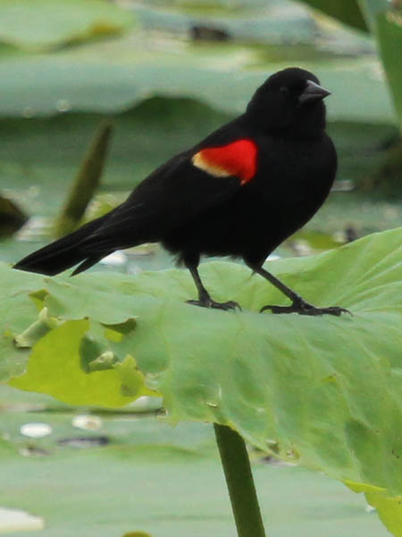 Red-winged Blackbird - Water Lilies