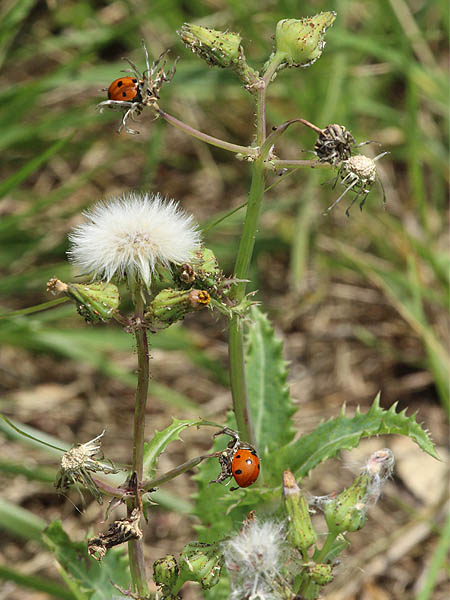 Seven-spotted Lady Beetle - Dandelion