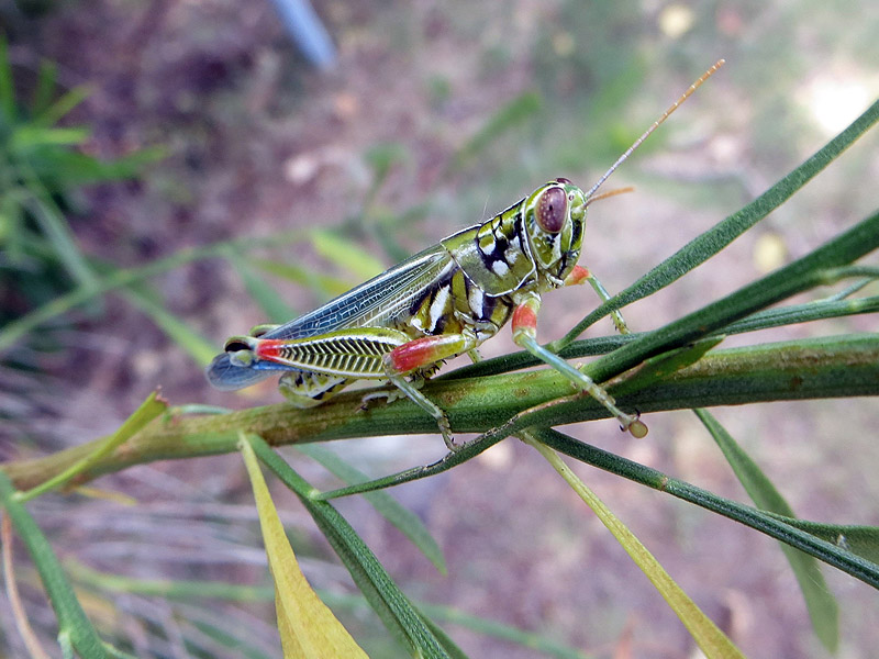 Snakeweed Grasshopper - Vivid