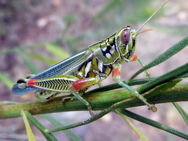 Snakeweed Grasshopper - Vivid