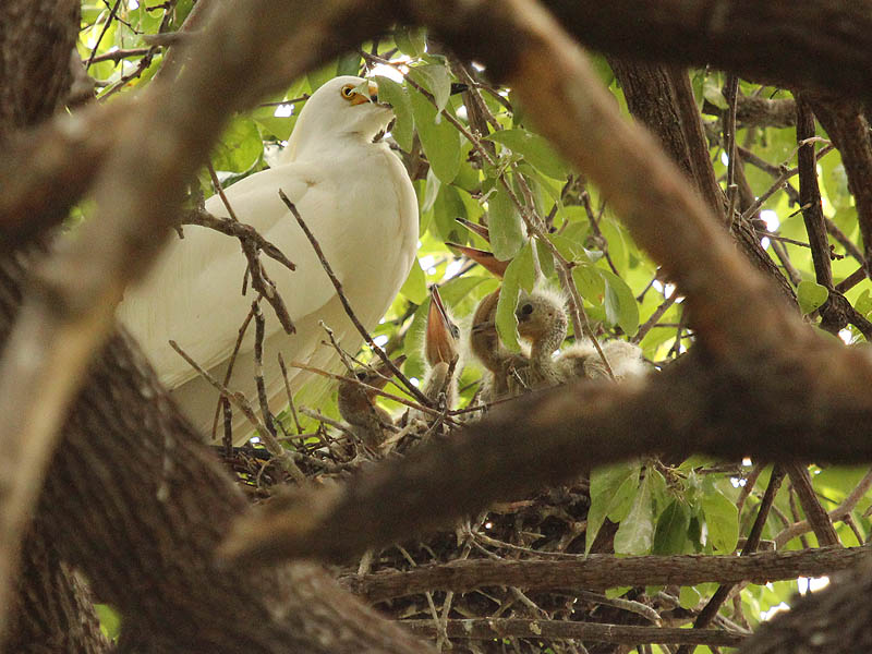 Snowy Egret - Feeding Four