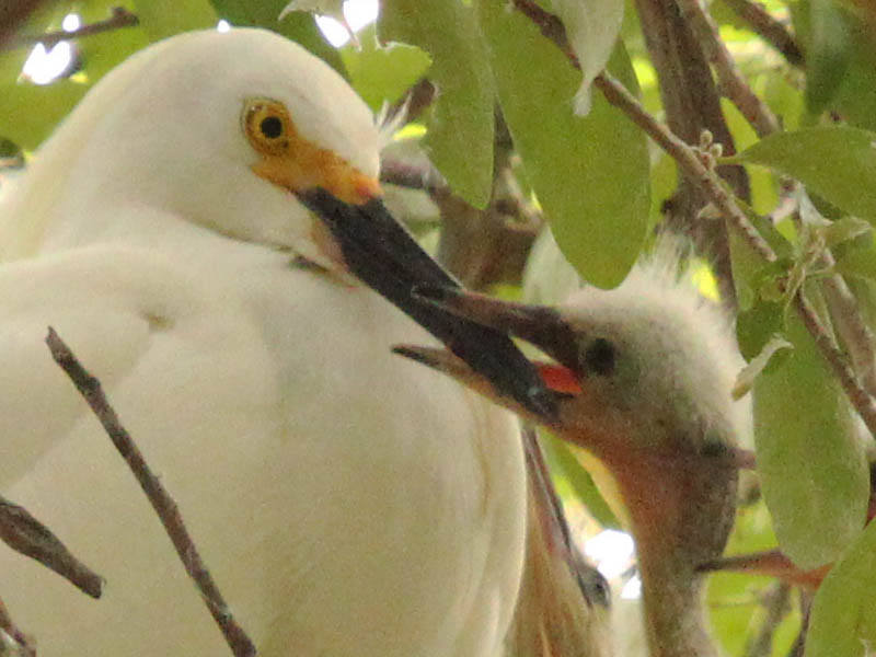Snowy Egret - Feeding Four