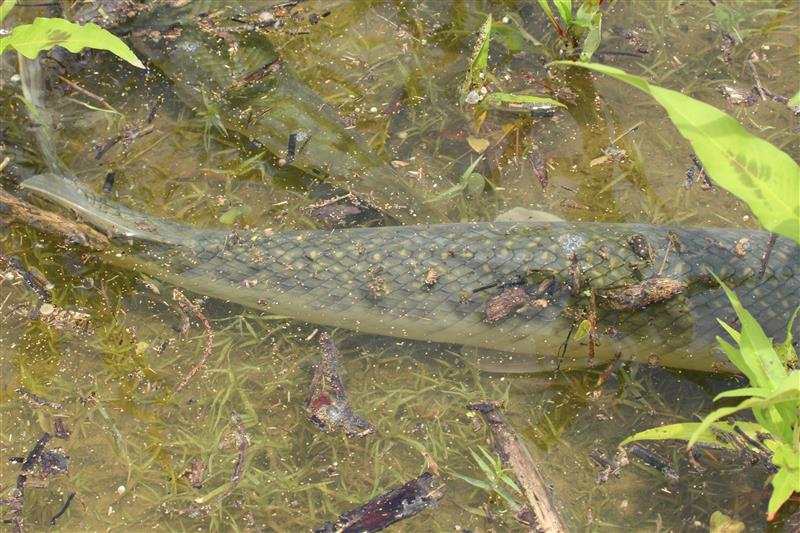 Spotted Gar - The Shallows