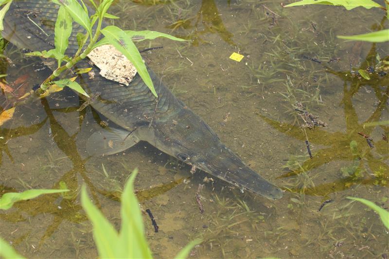 Spotted Gar - The Shallows