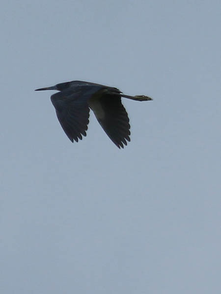 Tricolored Heron - Flyby