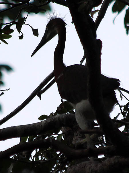 Tricolored Heron - UTSWMC Nest Update 11