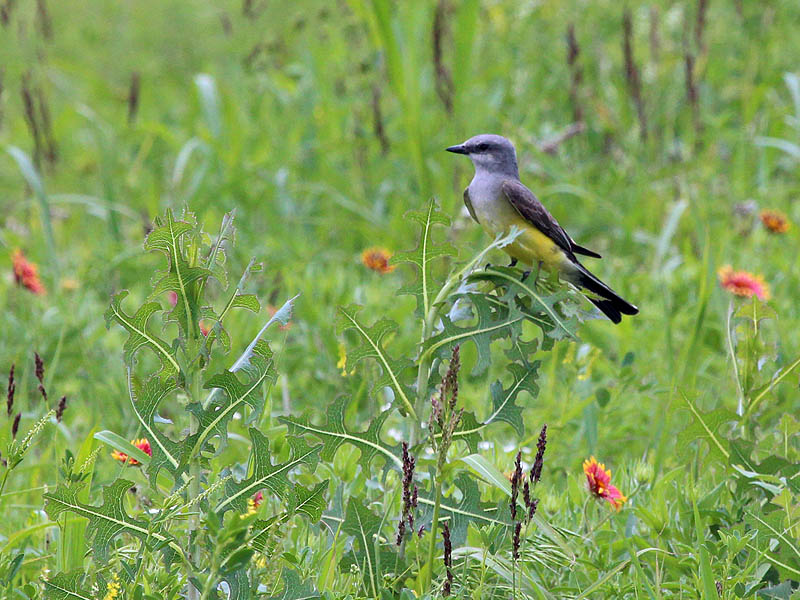 Western Kingbird - Meadow