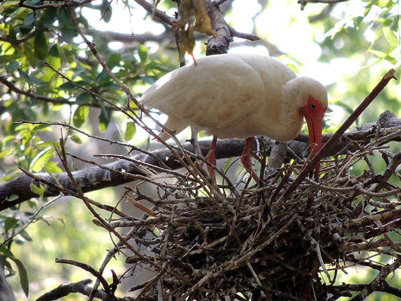 White Ibis - UTSWMC Nest Update 10