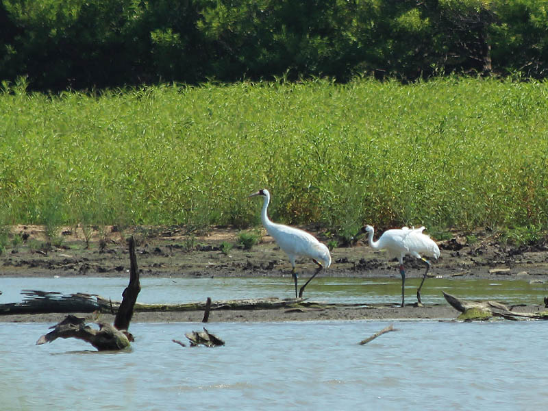 Whooping Crane - Lake Lewisville: More Changes