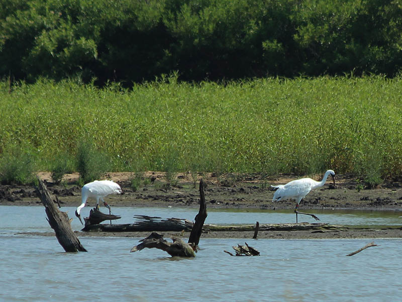 Whooping Crane - Lake Lewisville: More Changes