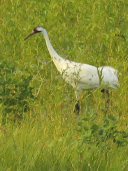 Whooping Crane - This Time For Real