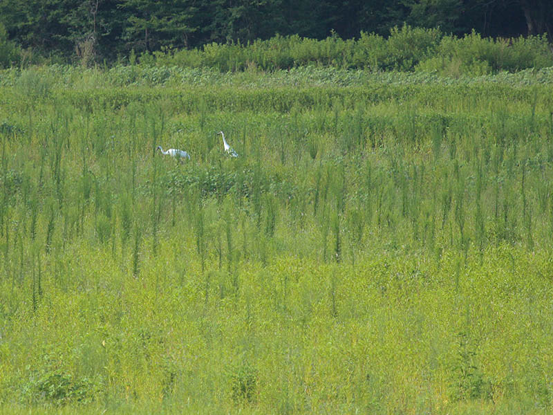 Whooping Crane - This Time For Real