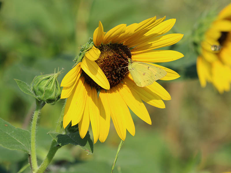 Alfalfa Butterfly - Sunflower