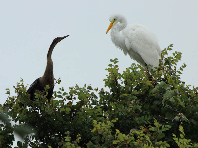 A Great Egret and an Anhinga consider each other.