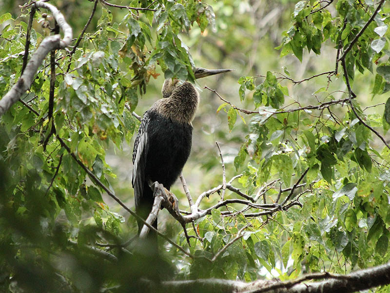 This young Anhinga would prefer that the rain stop.