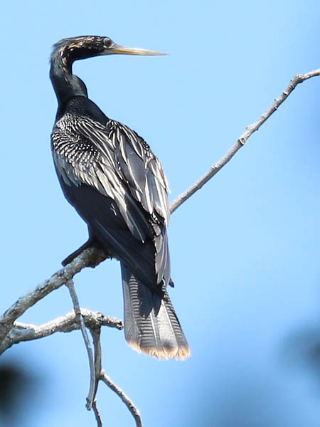 Adult male Anhingas have dark feathers covering their head and neck.