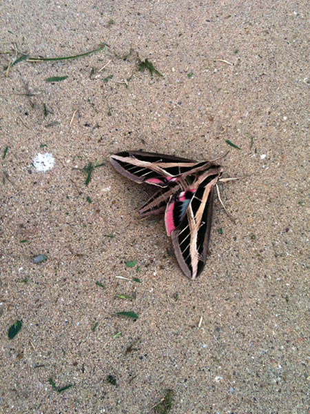 Banded Sphinx Moth - Driveway