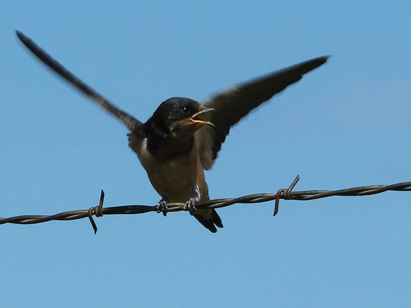 Barn Swallow - Extended Childhood