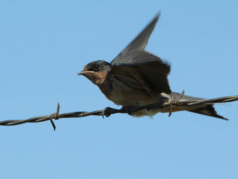 Barn Swallow - Extended Childhood