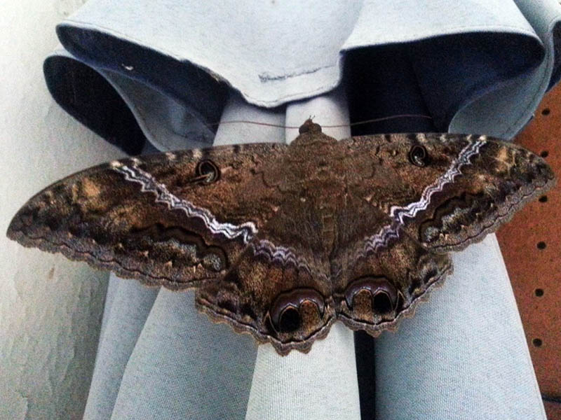 Black Witch Moth - Wingspan