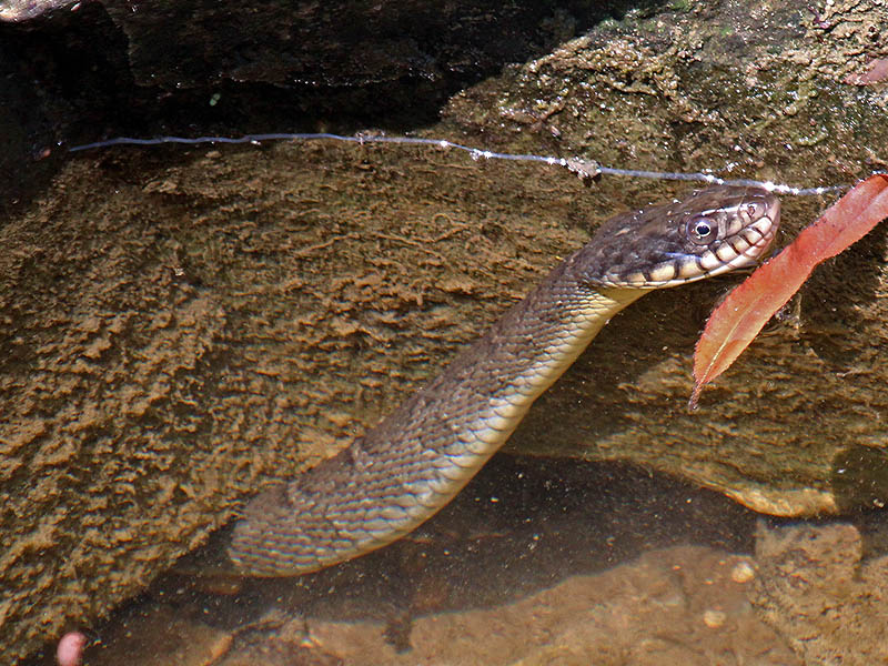 Blotched Water Snake - Five Mile Creek