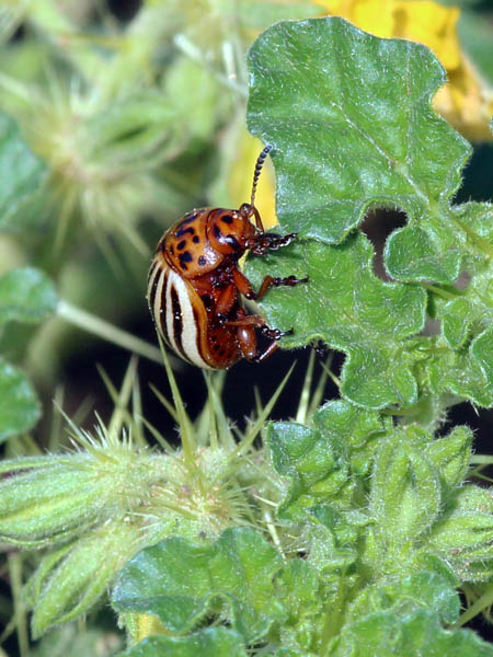 Colorado Potato Beetle - Scourge