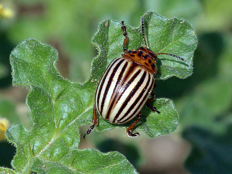 Colorado Potato Beetle - Scourge