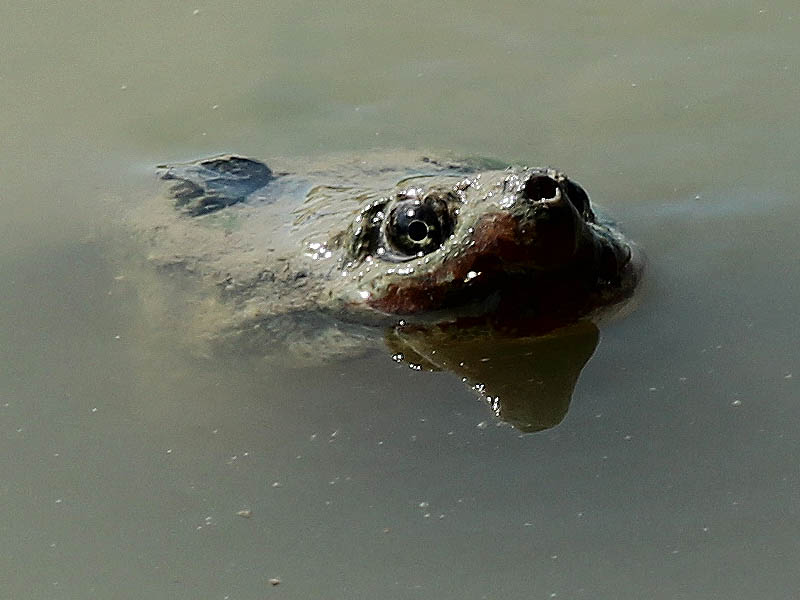 Common Snapping Turtle - Snorkling