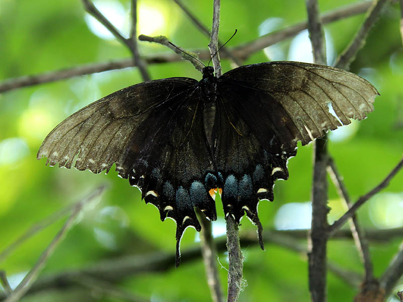 Eastern Tiger Swallowtail - Black Form