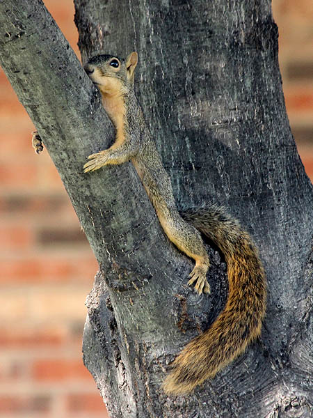 Fox Squirrel - Lounging