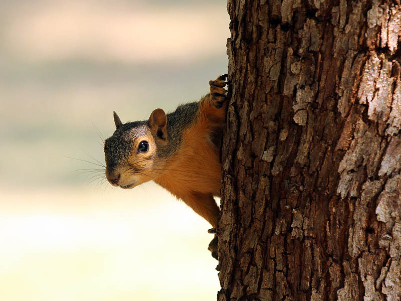 Fox Squirrel - Outlook