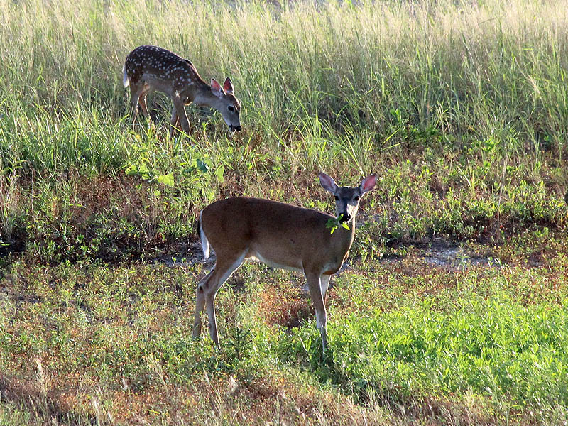 A doe and her fawn in the early morning light.