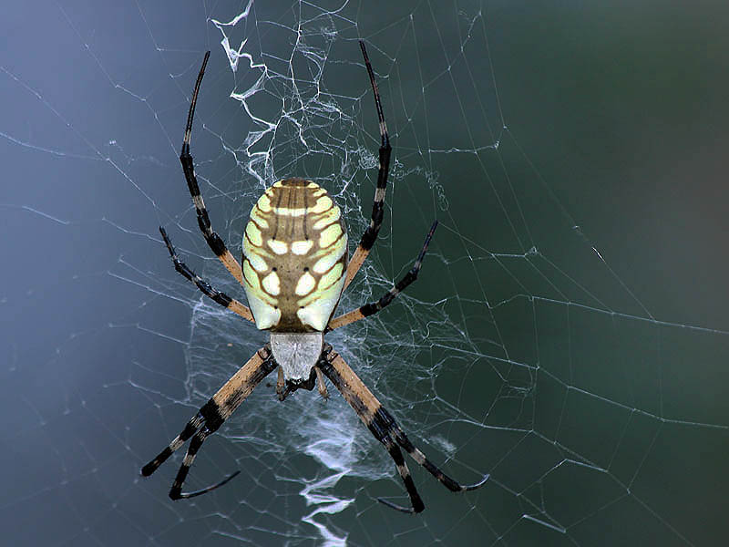 A Black and Yellow Garden Spider.  This individual was over two inches in diameter.