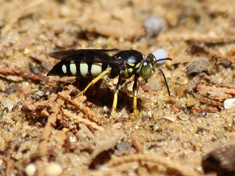 Sand Wasp.