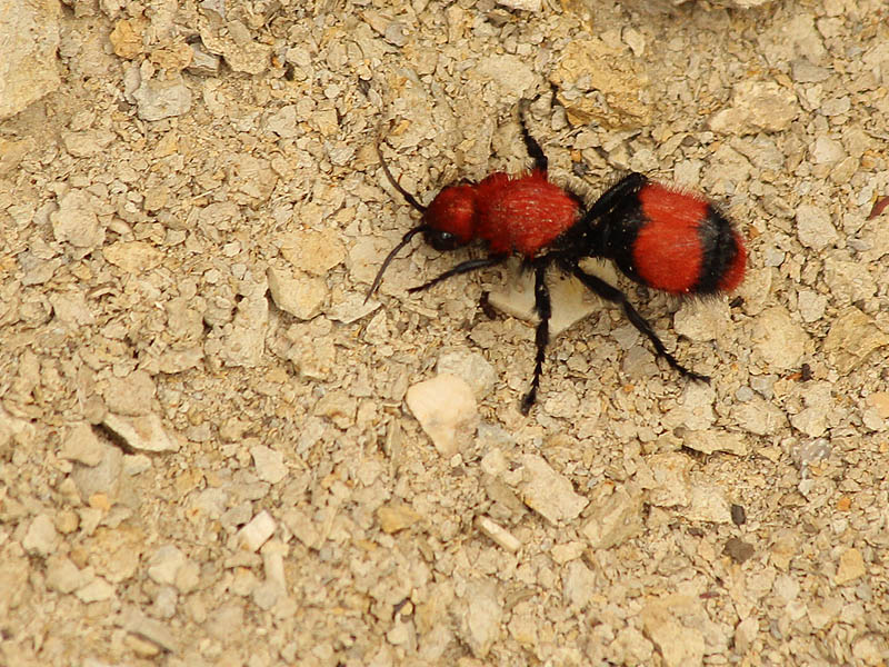 A Velvet Ant otherwise known as a Cow Killer because of its powerful sting.
